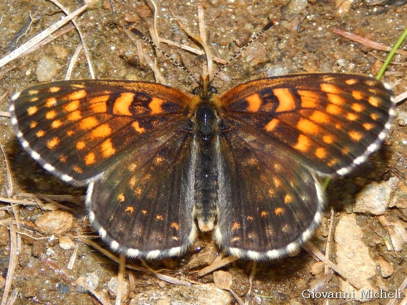 Melitaea diamina